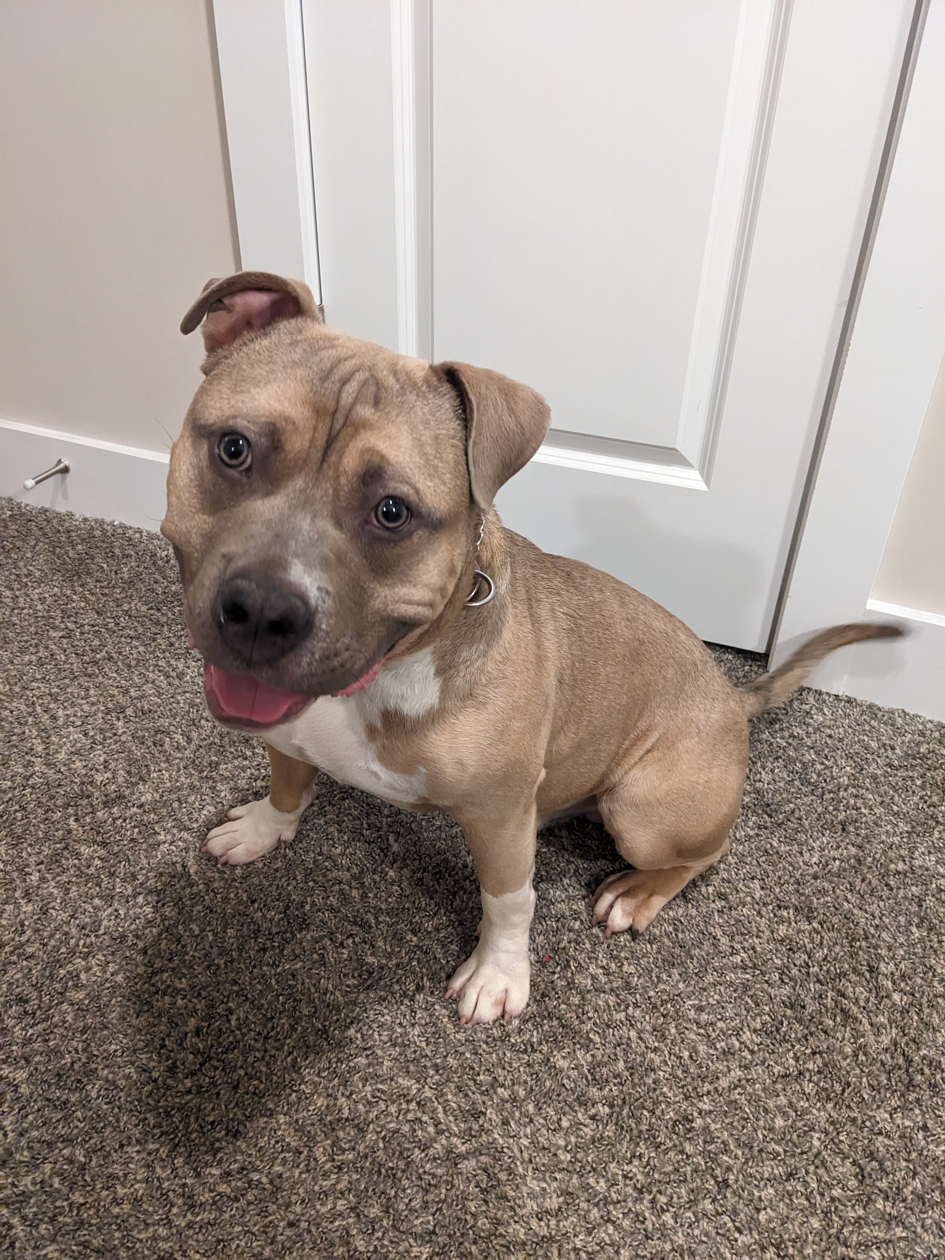 Dozer sitting in the hallway